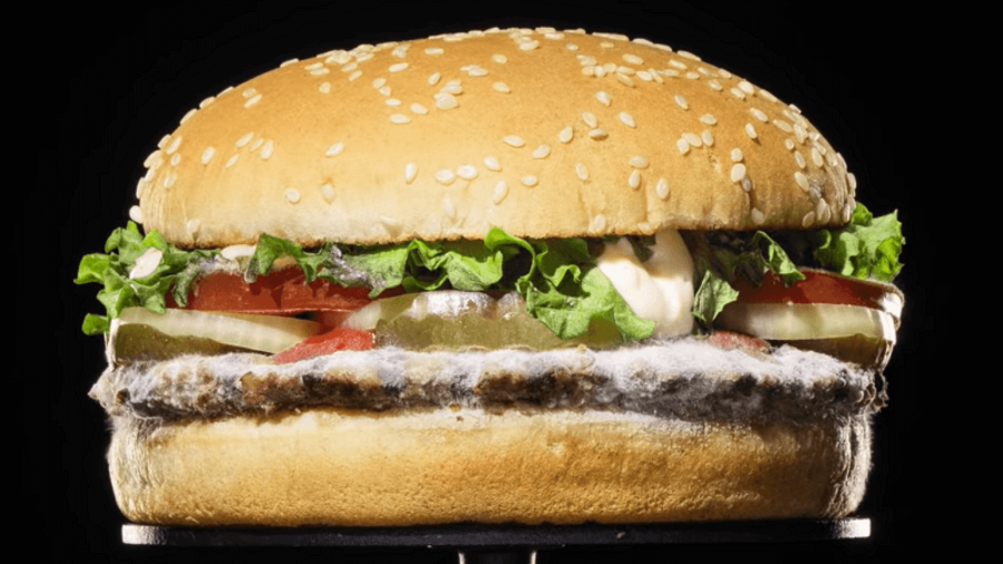 Verschimmelter Burger King Whopper