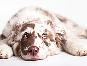 Hund, der auf dem Boden liegt