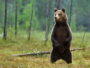 Paketdiebstahl: Bär steht auf den Hinterbeinen im Wald