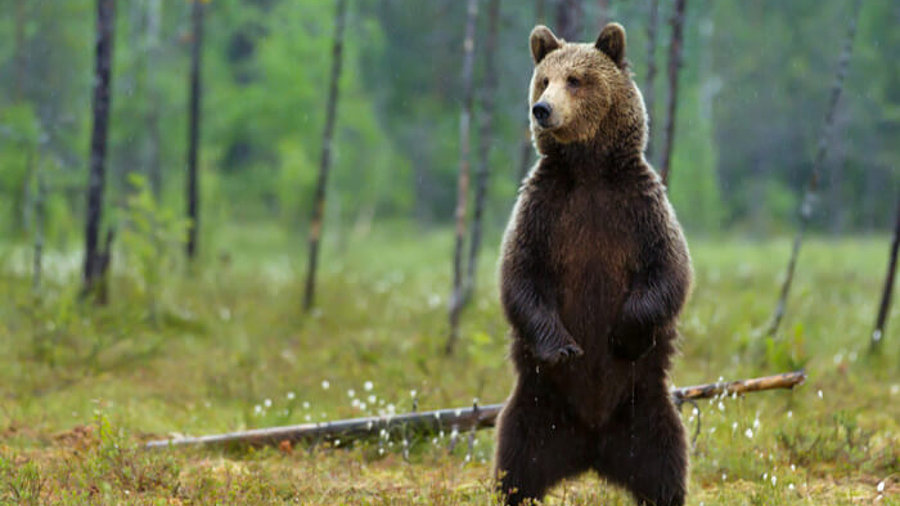 Paketdiebstahl: Bär steht auf den Hinterbeinen im Wald