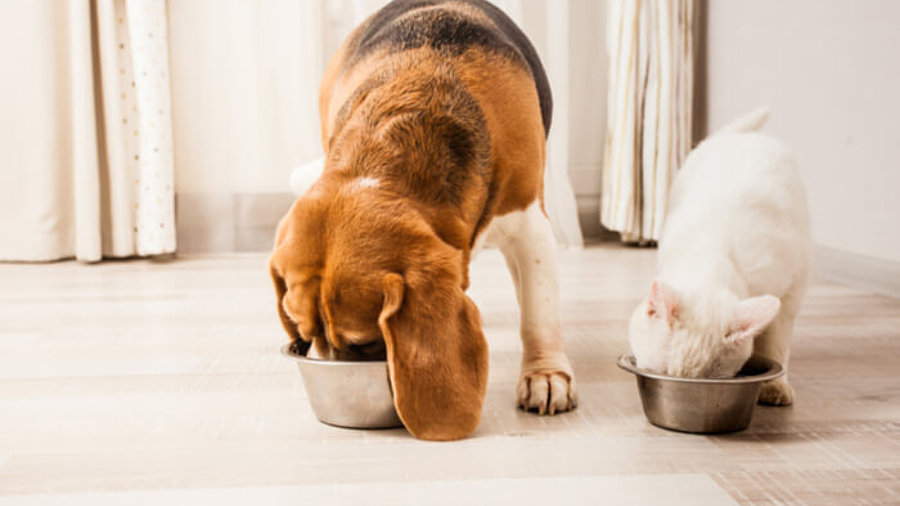 Hund und Katze fressen Futter aus Näpfen