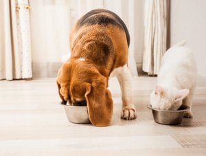 Hund und Katze fressen Futter aus Näpfen