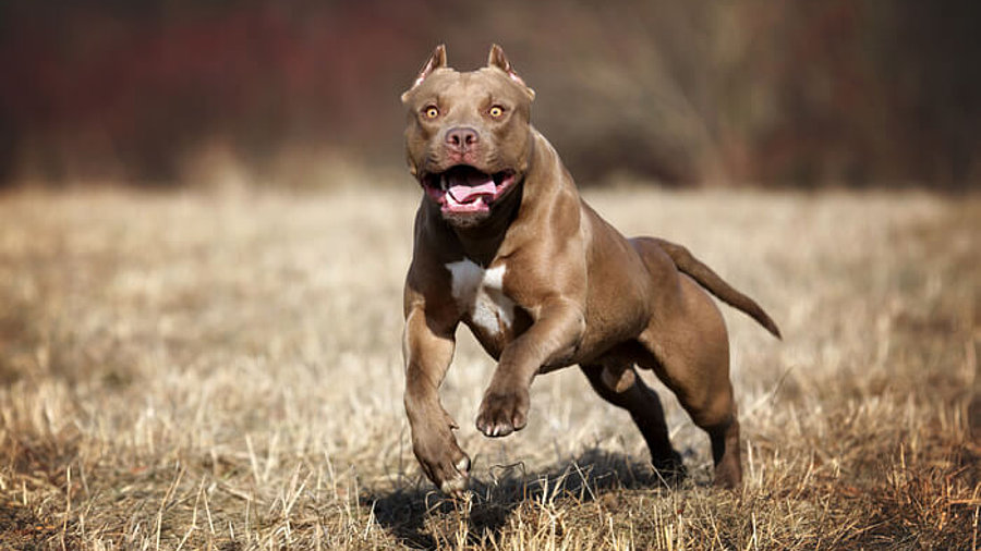 Pitbull