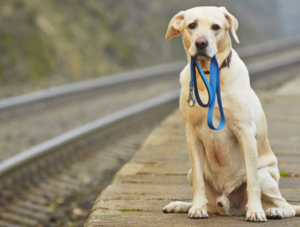 Hund wartet mit Leine in der Schnautze auf Eigent&uuml;mer am Bahnsteig