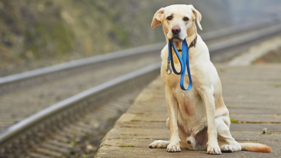 Hund wartet mit Leine in der Schnautze auf Eigent&uuml;mer am Bahnsteig