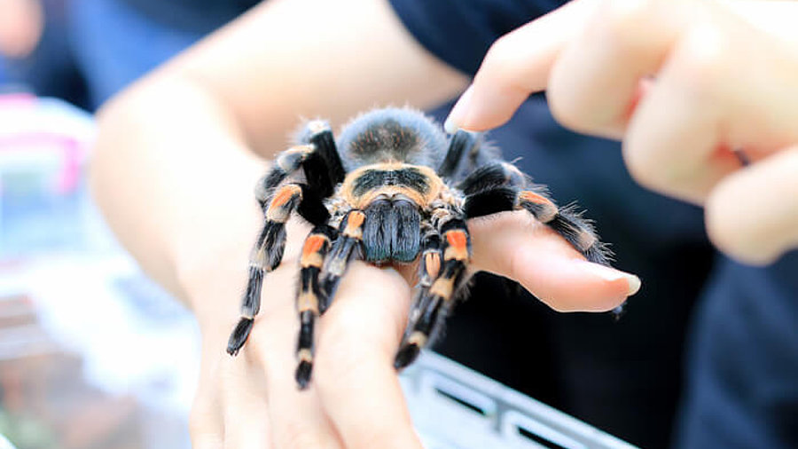 Vogelspinne auf einer Hand