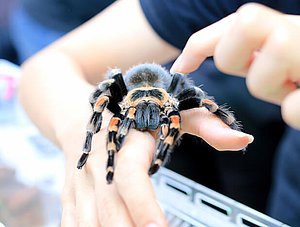 Vogelspinne auf einer Hand