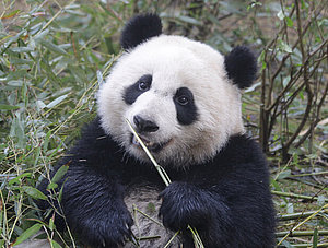 Zoo-Tier: Panda beim Fressen