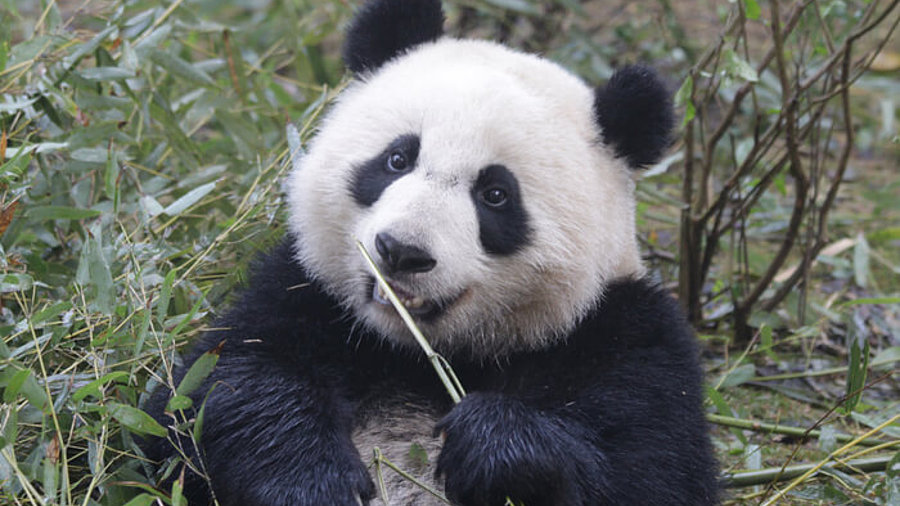 Zoo-Tier: Panda beim Fressen