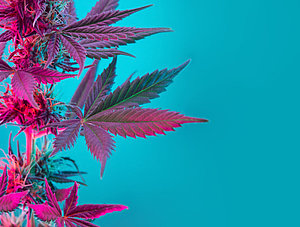 Cannabis Blattwerk mit violettem rosa Pastellton