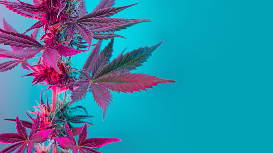 Cannabis Blattwerk mit violettem rosa Pastellton