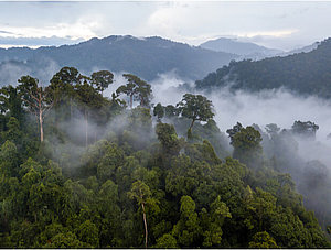 Regenwald im Nebel