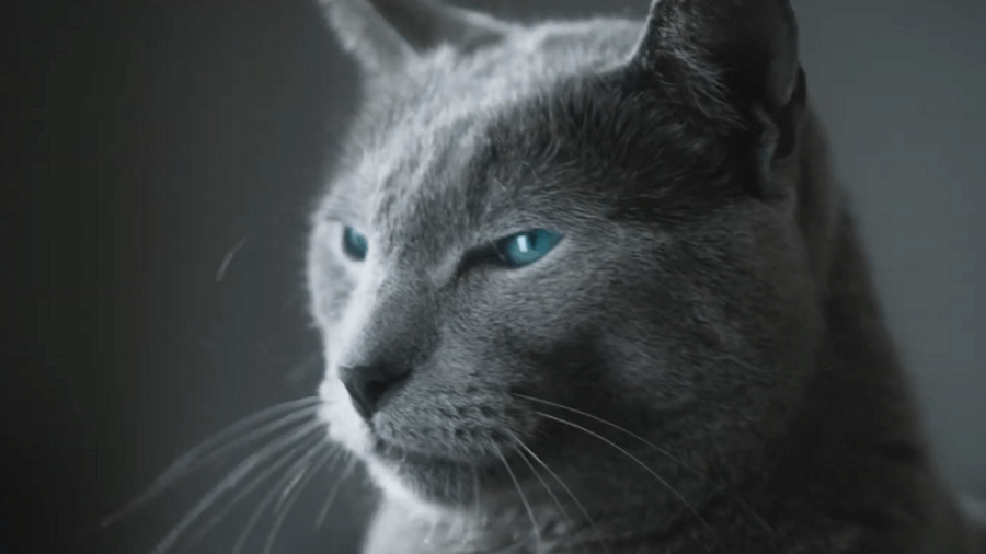 Britisch-Kurzhaar-Katze aus Galaxus-Werbespot