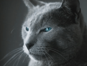 Britisch-Kurzhaar-Katze aus Galaxus-Werbespot