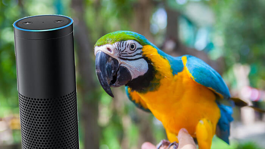 Zusammenschnitt: Amazon Echo mit Papagei