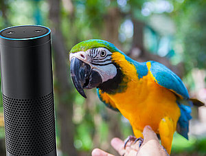 Zusammenschnitt: Amazon Echo mit Papagei