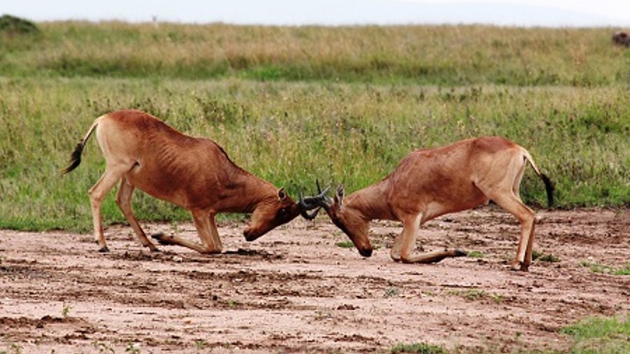 kämpfende Tiere