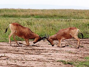 kämpfende Tiere