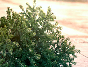 Weihnachtsbaum auf B&uuml;rgersteig