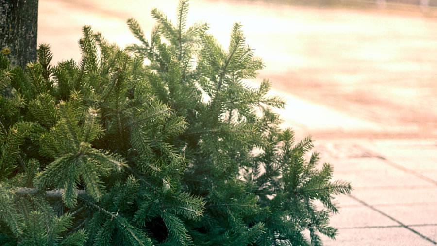 Weihnachtsbaum auf B&uuml;rgersteig