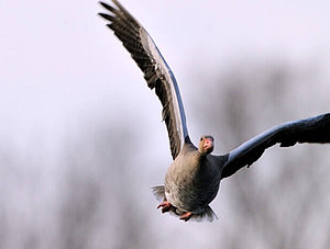 Vogel im Flug