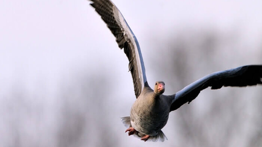 Vogel im Flug