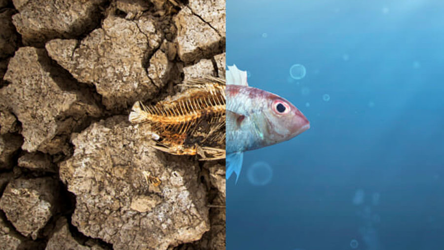 Klimawandel: Toter Fisch vs. lebender Fisch