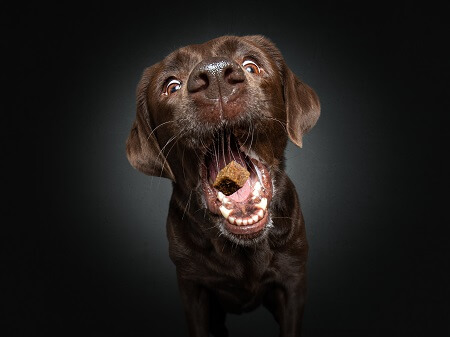 Labradorhündin Muffin / Foto: HeimatHund, Christian Vieler – Vieler Photography