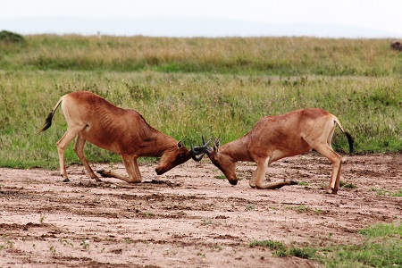 kämpfende Tiere