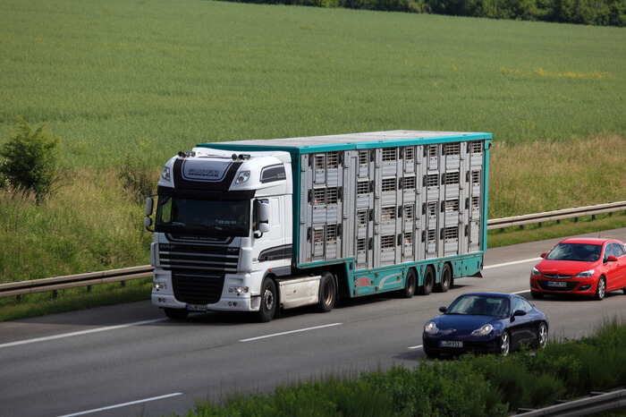 Tiertransporter auf Autobahn