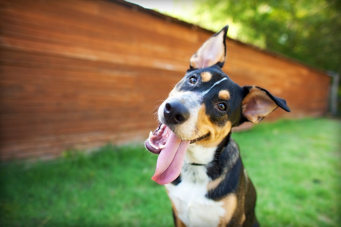 fröhlicher Hund