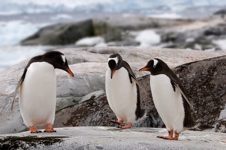 Pinguine