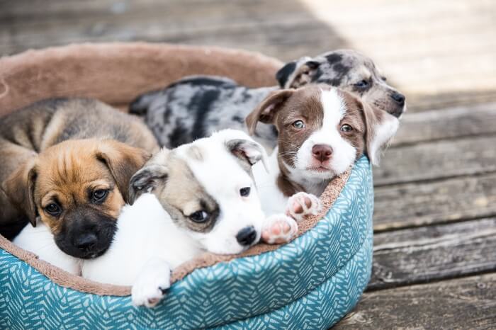 Hundewelpen in Körbchen 