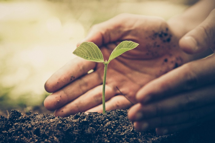 Baum wird gefplanzt