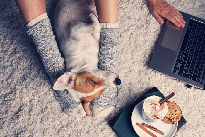 Hund schläft vor Laptop