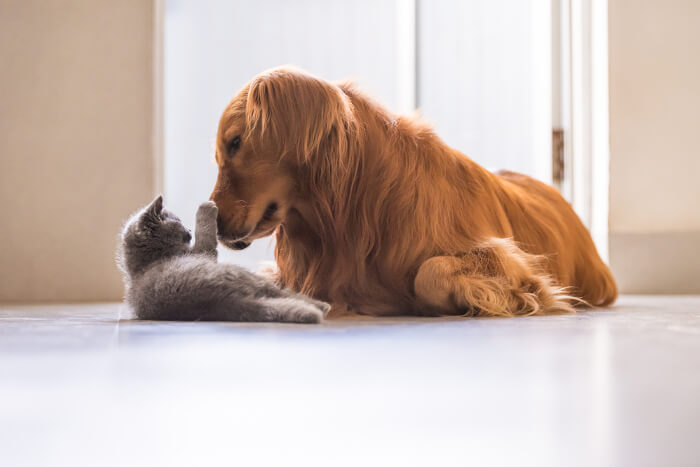 Katze und Hund