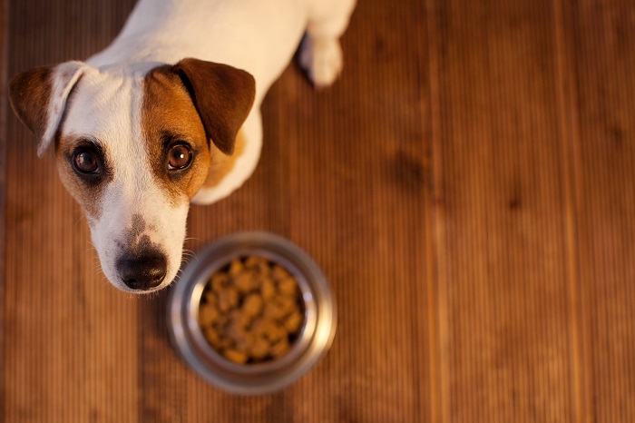 Hund schaut niedlich nach oben