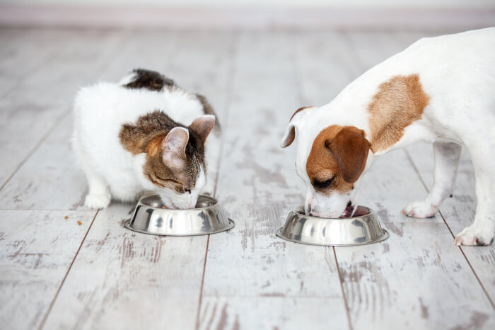 Hund und Katze